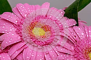 Close up of a pink Gerbera Daisy flower covered with water drops