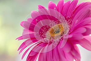 close-up of a pink gerbera flower against the background of a window