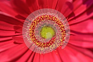 Close up of a pink gerbera flower with a limegreen heartand pink