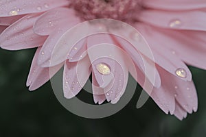 Close up pink of Gerbera flower with water drops. Macro on flower.