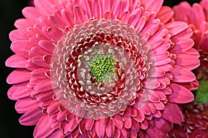 Close up of a pink gerbera with a limegreen heart and white high