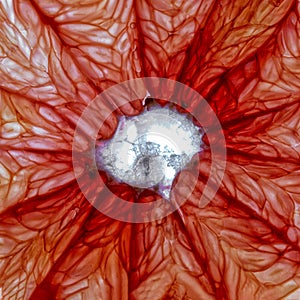 Close-up of a pink grapefruit slice isolated on a white background