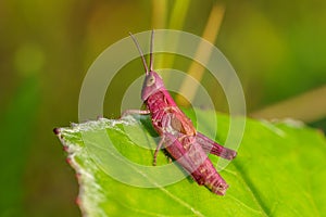 Close up of a pink grasshopper on a green leaf