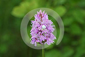 Close up of a pink heath spotted orchid