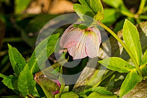 Close-up of a Pink Helleborus orientalis