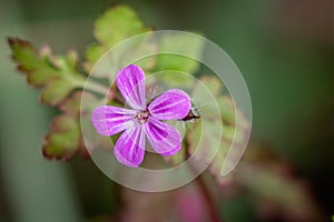 Close up of pink Herb Robert flower head in woodland