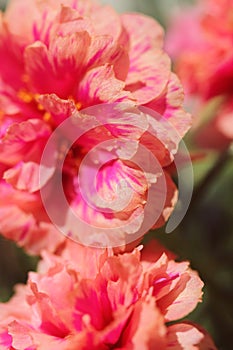 Close up of pink heronsbill flower