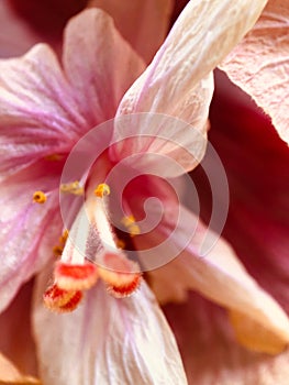 Close-Up Of Pink Hibiscus Flower