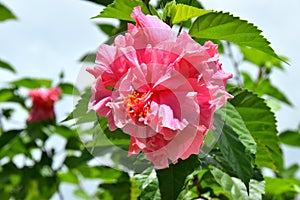 Close-up of a pink hibiscus flower