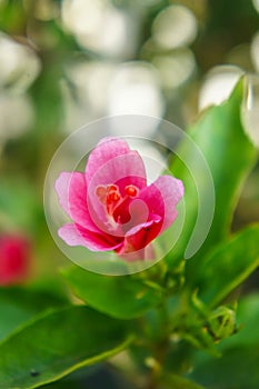 Close up pink hibiscus flower