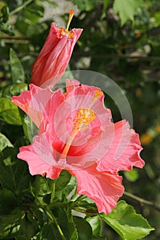 Close up of pink Hibiscus flower