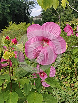 Close-up of a pink hibiscus flower on foliage background