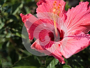 Close up of pink Hibiscus flower in the garden