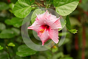 Close up of pink hibiscus flowers growing on lush plants in tropical garden