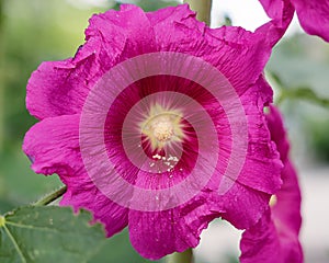 Close up of pink Hollyhock, Alcea rosea blossom wild flower