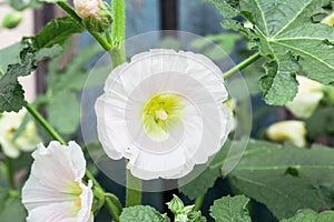Close up of a Pink Hollyhock Flower in a Cottage Garden with a Blurred Background