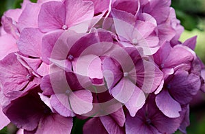 Pink hydrangea flower close up