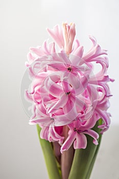 Close up of a pink hyacinth flower with green leaves on a white background