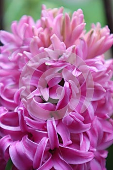 Close up of a pink hyacinth. Very fragrant flower that is able to grow even in water with hydroculture.