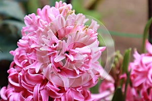 Close up of a pink hyacinth. Very fragrant flower that is able to grow even in water with hydroculture.