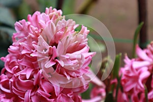 Close up of a pink hyacinth. Very fragrant flower that is able to grow even in water with hydroculture.