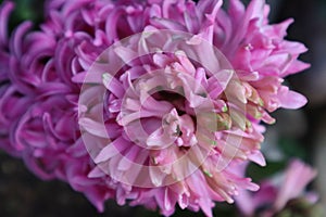 Close up of a pink hyacinth. Very fragrant flower that is able to grow even in water with hydroculture.