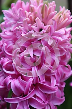 Close up of a pink hyacinth. Very fragrant flower that is able to grow even in water with hydroculture.