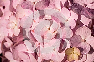 Close-up of A Pink Hydrangea Flower