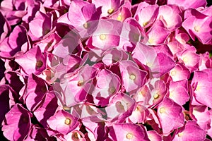 Close up of Pink Hydrangea Flowers