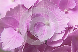 Close-up of pink hydrangea flowers. Beautiful inflorescence bouquet of delicate pink flowers macro shot. Floral background.