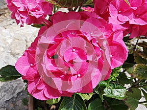 Close up Pink hydrangea. Hortensia