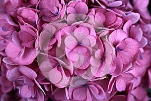 Close-up of pink hydrangea hortensia flower