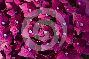 Close-up of pink hydrangea macrophylla hortensia flower in the summer garden