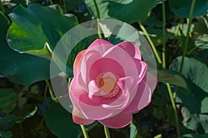 Close-up of a pink Indian Lotus flower in the Bay on a Sunny summer day