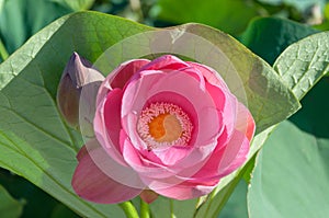 Close-up of a pink Indian Lotus flower in the Bay on a Sunny summer day
