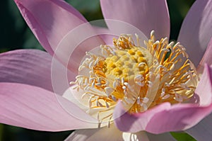 Close-up of a pink Indian Lotus flower in the Bay on a Sunny summer day