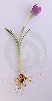 Close up of pink a pink isolated crocus