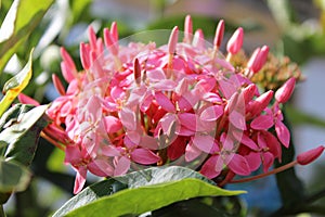 Close-up of pink Ixora flowers and buds on a sunny day