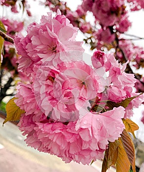 Close up pink Japanis cherry tree with drops of morning dew