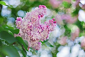 Close-up pink lilac flower in front of lush foliage