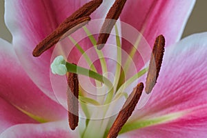 Close up of a Pink Lilly with Stamen
