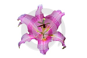 Close up pink Lily flower isolated on  white background.Saved with clipping path