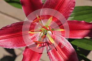 Close up of a pink Lily flower macro view