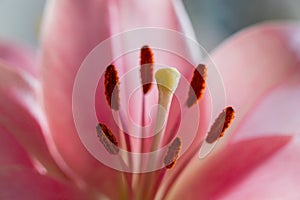 Close up of a pink lily latin Lilium candidum with a clear view on the taxonomy