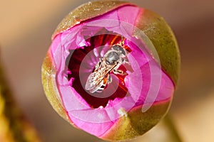 Close up of pink lotus and bee