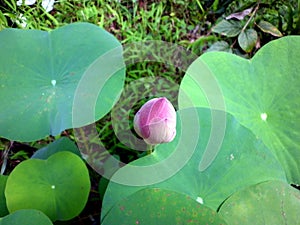 Close up of pink lotus bud,lotus leaves in background