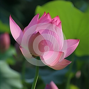 Close-up of a pink lotus bud about to bloom, its petals tightly wrapped, set against the vibrant greenery of a peaceful pond