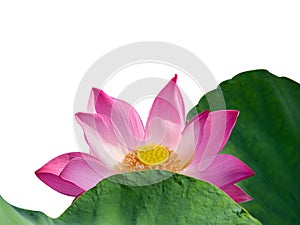 Close up pink lotus flower