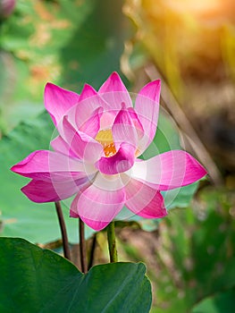 Close up pink lotus flower