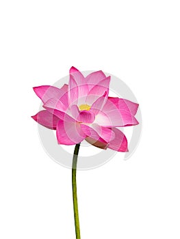 Close up pink lotus flower